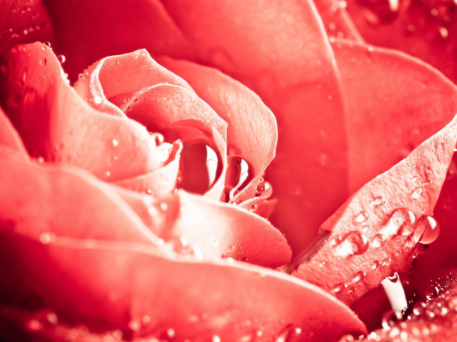 Grand Rose Fond d'écran Photo (6) #19 - 1600x1200