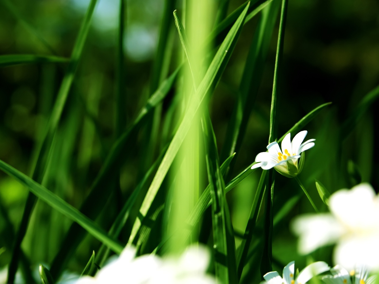 Flores hoja verde fondo de pantalla de cerca (3) #17 - 1600x1200