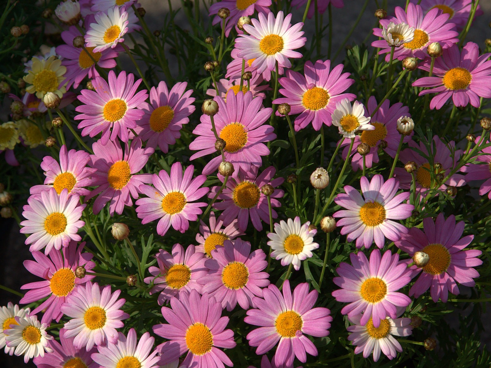 fleurs fond d'écran Widescreen close-up (16) #2 - 1600x1200