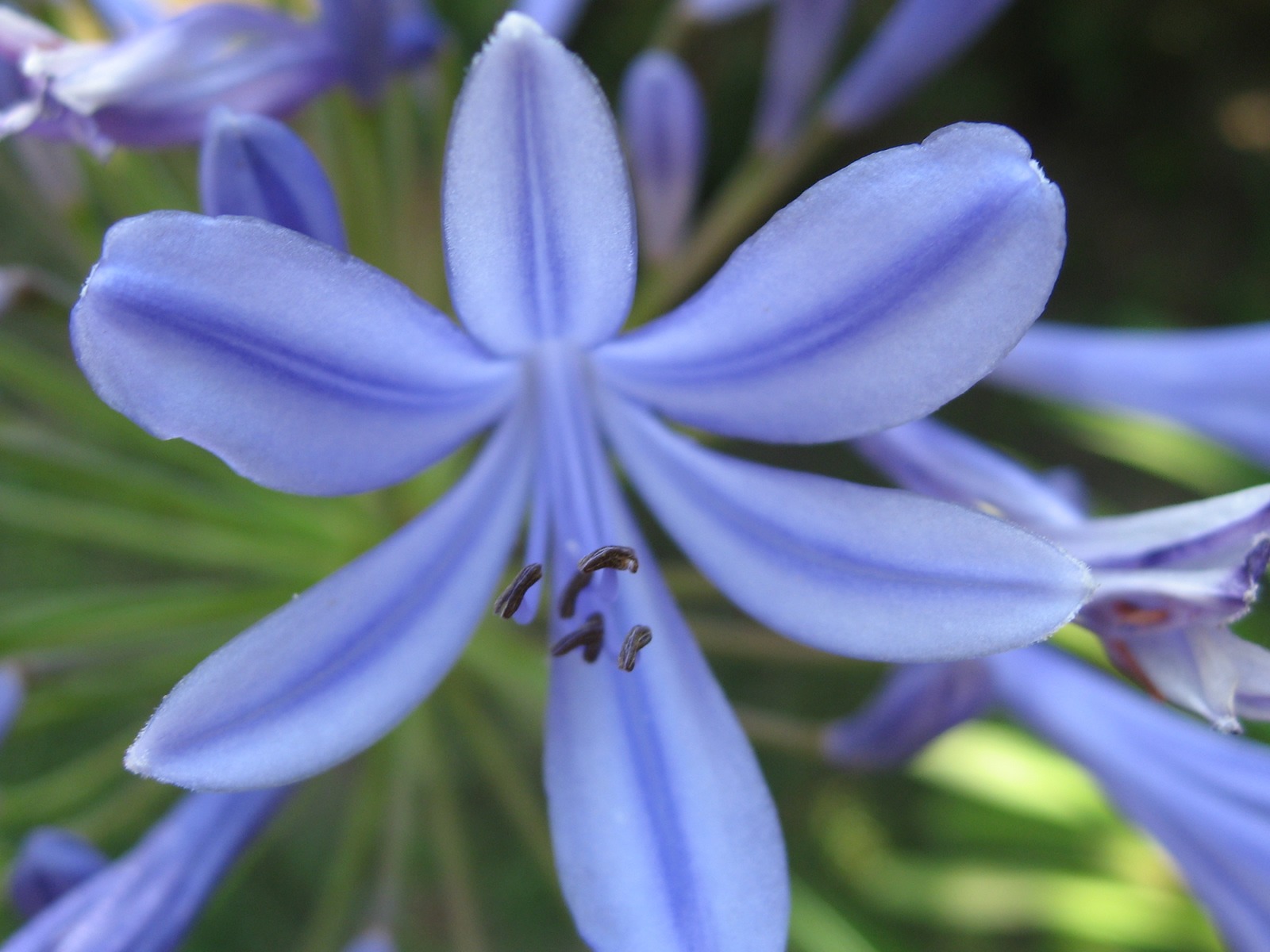 fleurs fond d'écran Widescreen close-up (17) #15 - 1600x1200