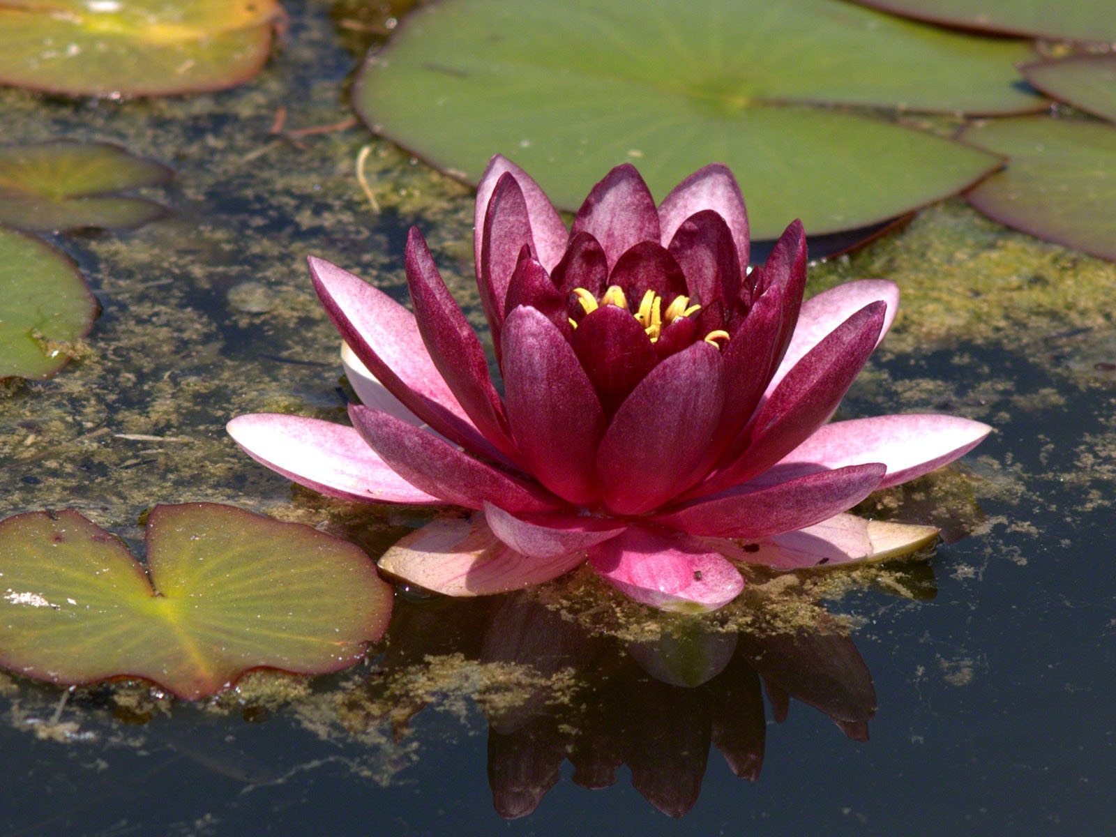 Water Lily wallpaper HD #5 - 1600x1200