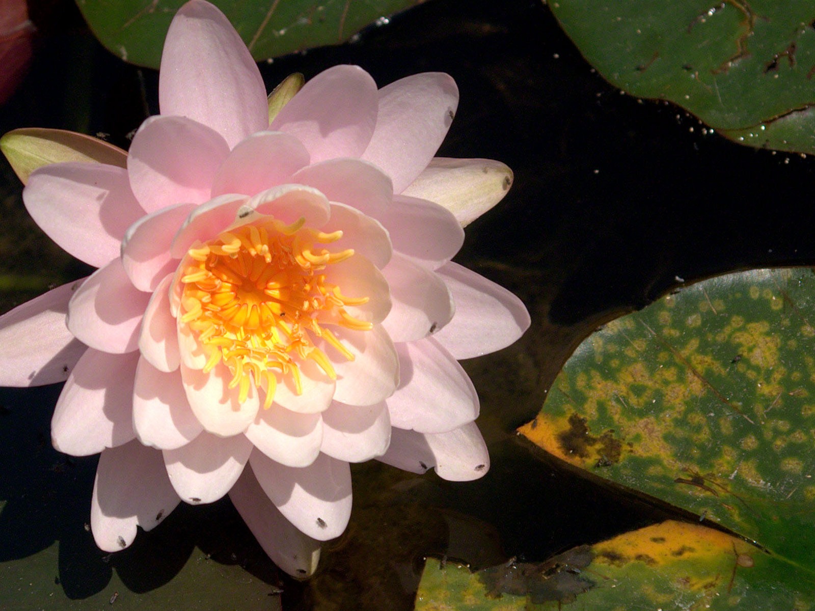 Water Lily wallpaper HD #18 - 1600x1200