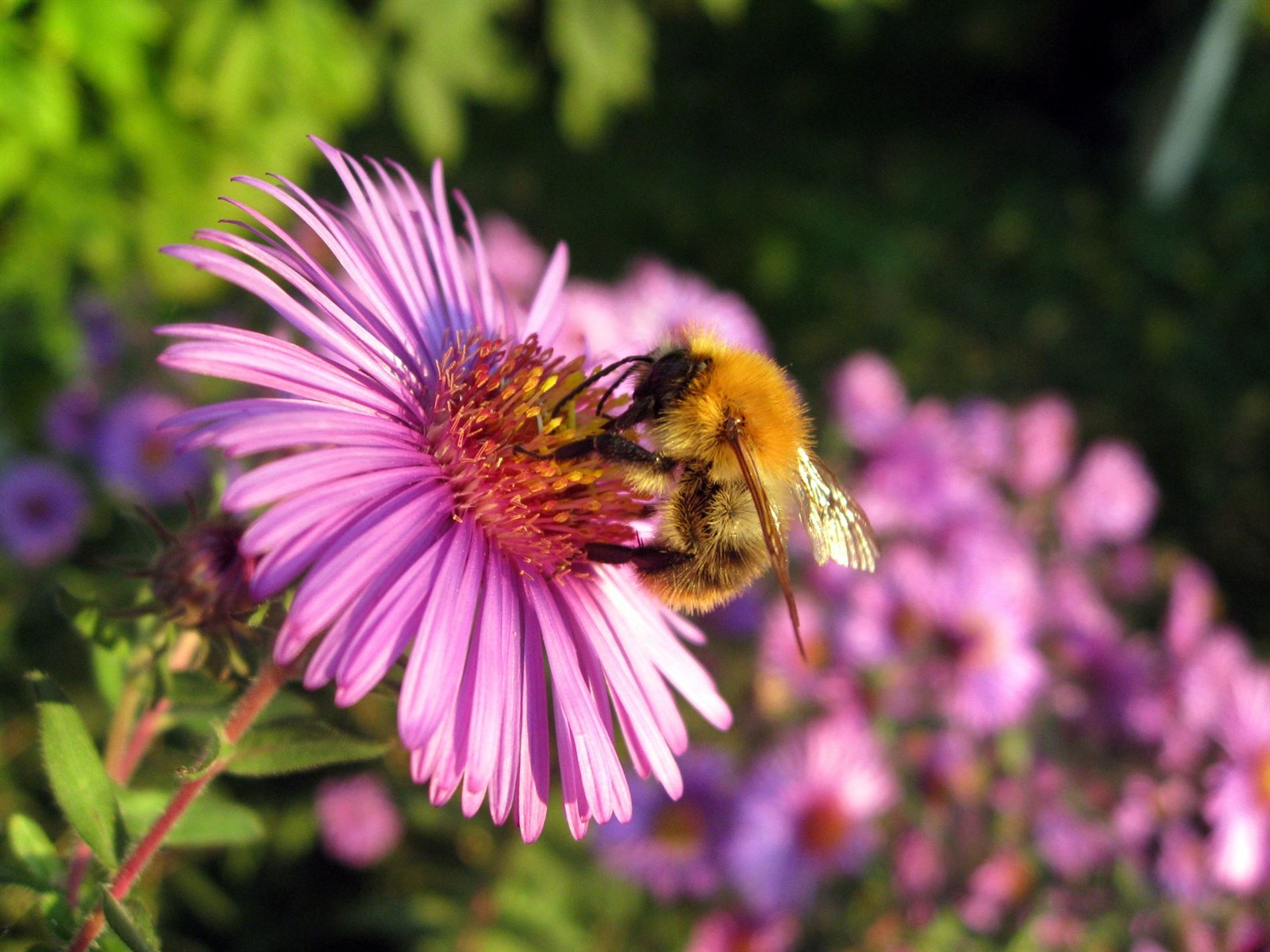 Aster Flowers 紫菀花 壁纸专辑7 - 1600x1200