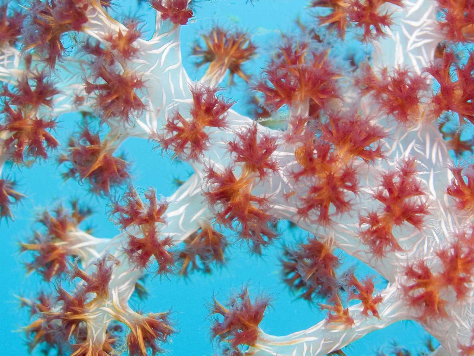 Under the Sea 3D HD Wallpaper #7 - 1600x1200