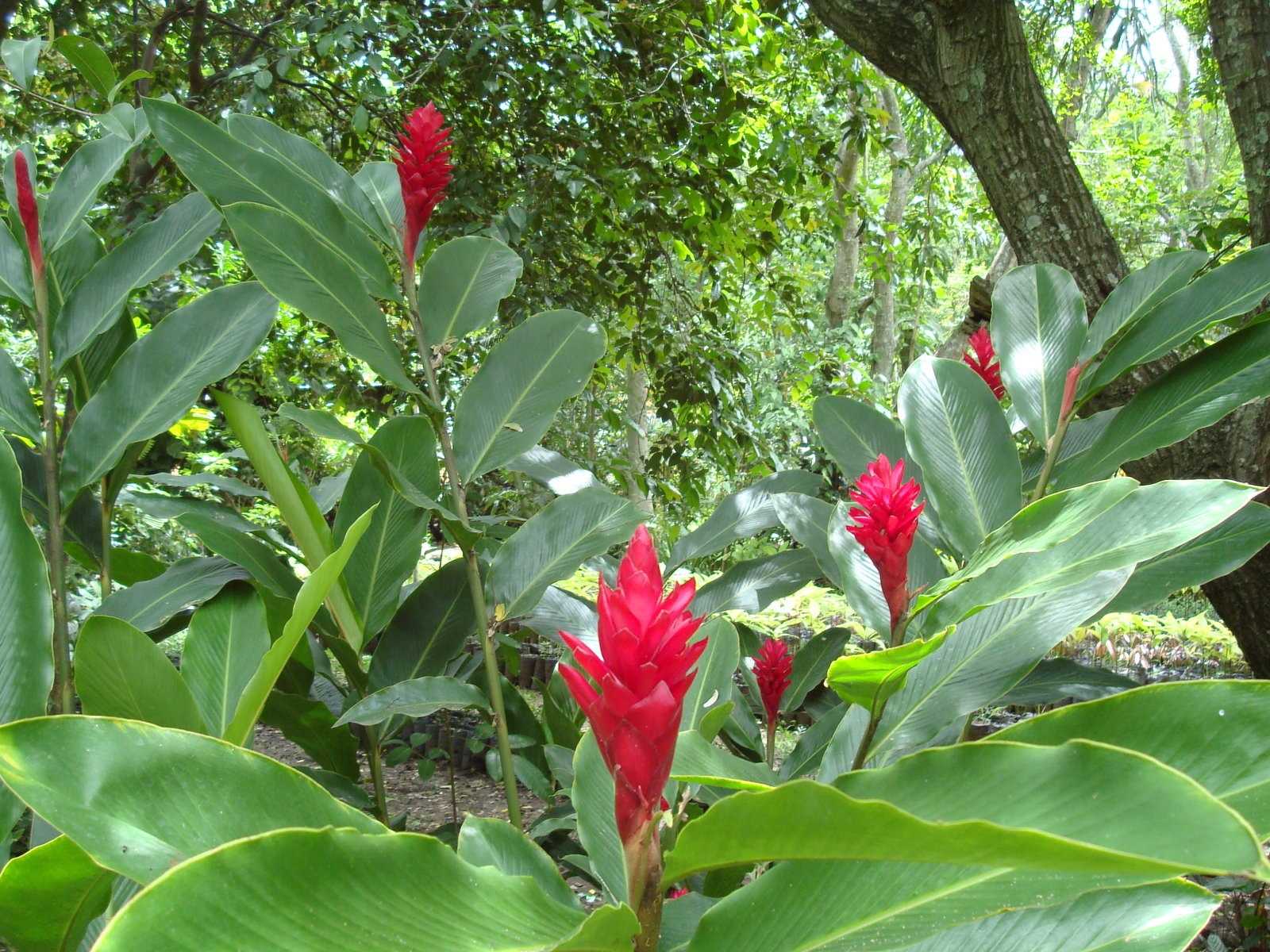 寬屏鮮花特寫 壁紙(20) #5 - 1600x1200