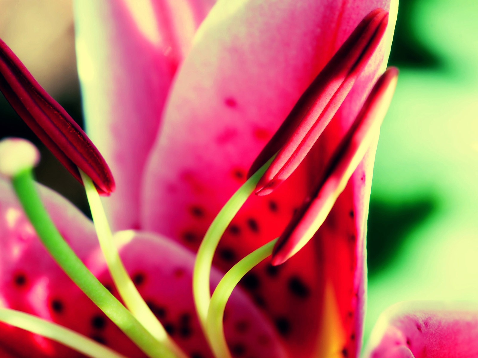 Širokoúhlý tapety květiny close-up (21) #2 - 1600x1200