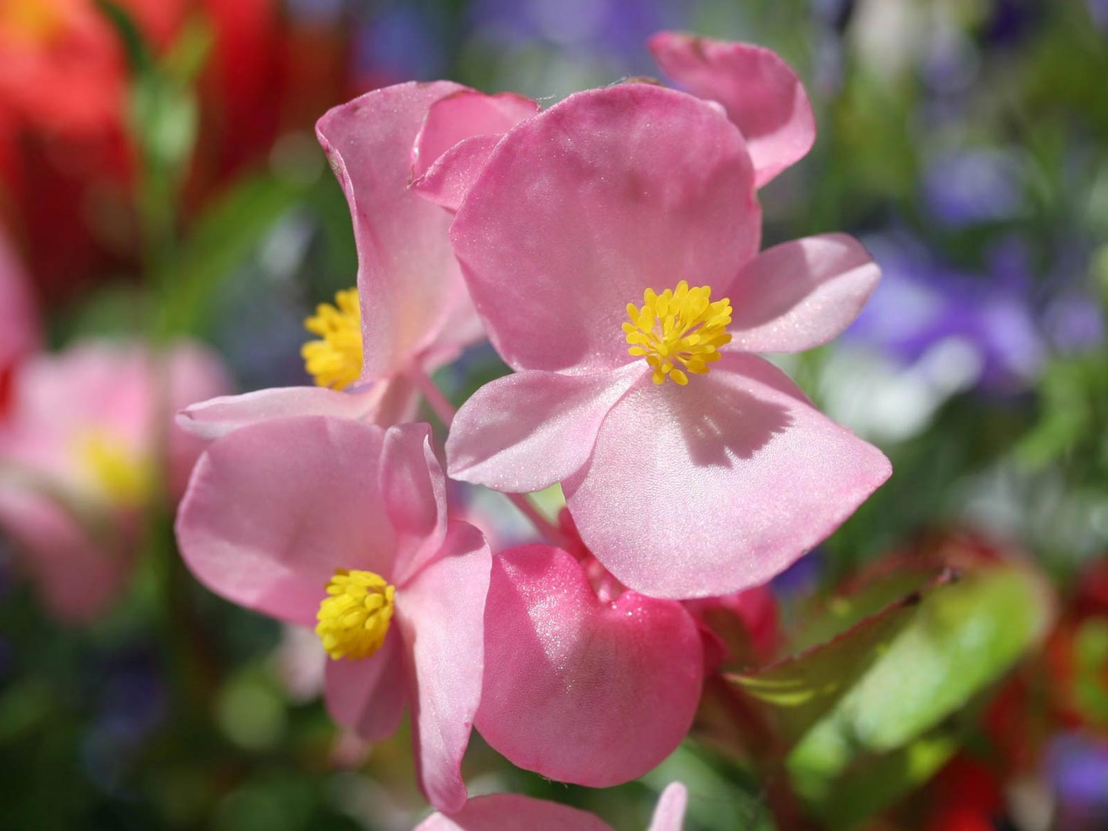 ワイドスクリーンの壁紙の花に近い(21)を開く #17 - 1600x1200