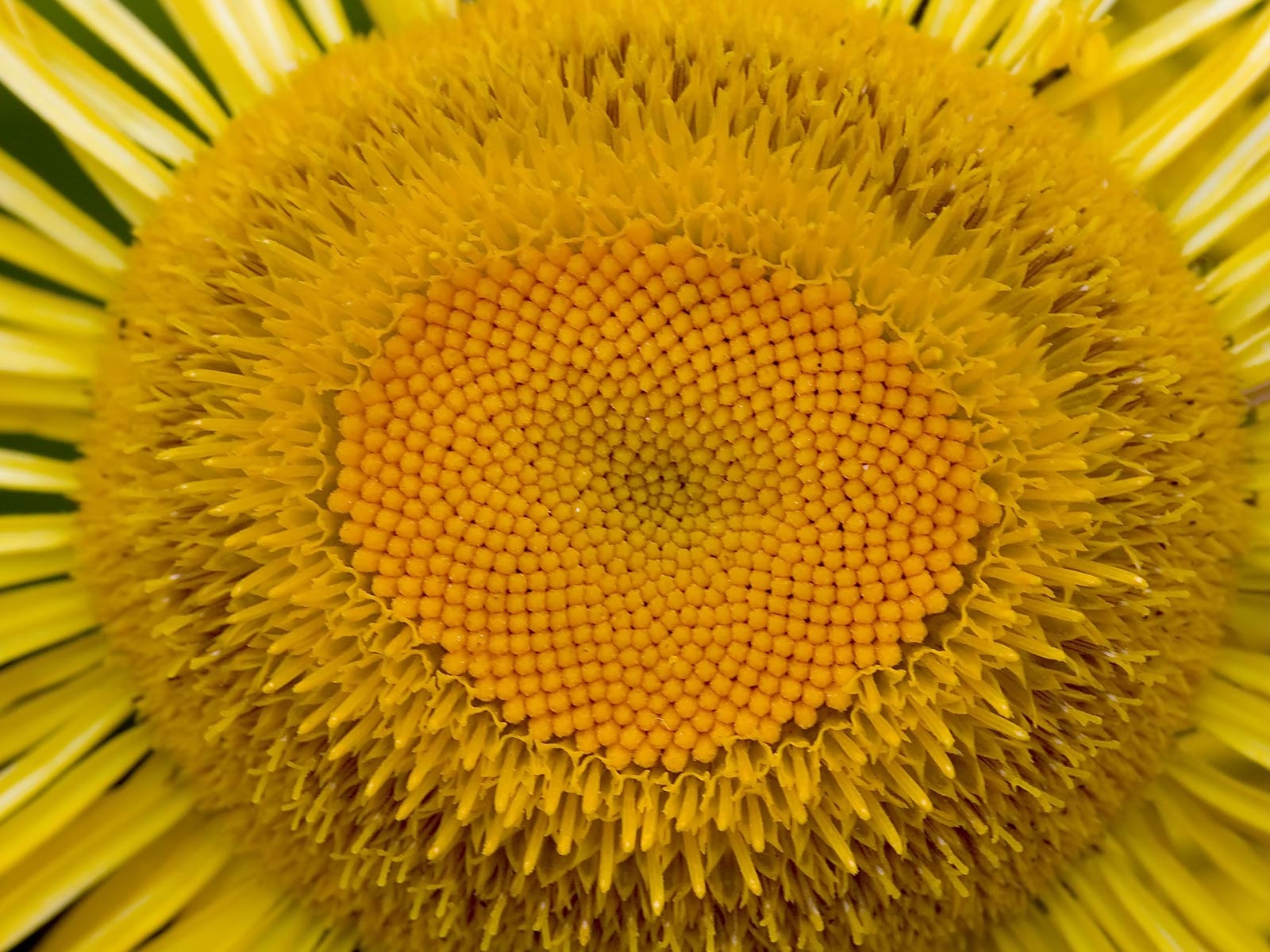 fleurs fond d'écran Widescreen close-up (22) #13 - 1600x1200