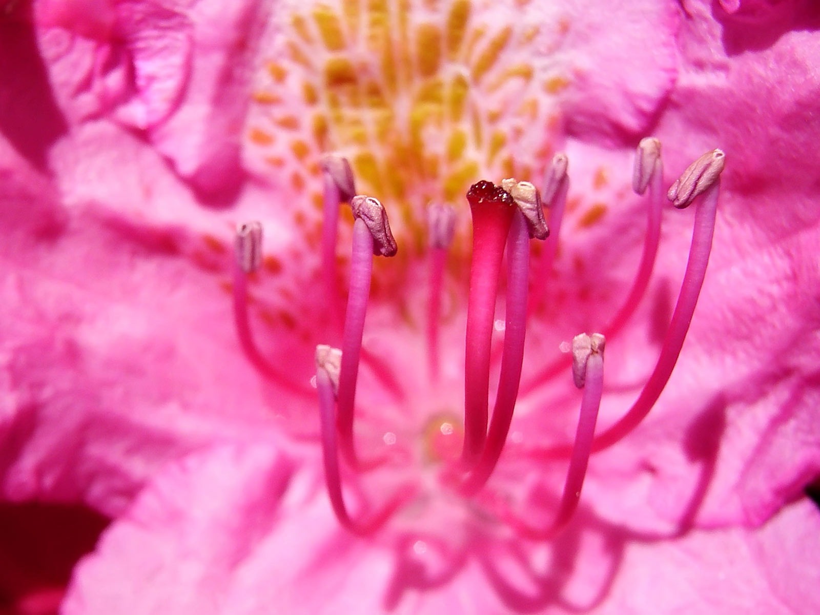 fleurs fond d'écran Widescreen close-up (22) #18 - 1600x1200