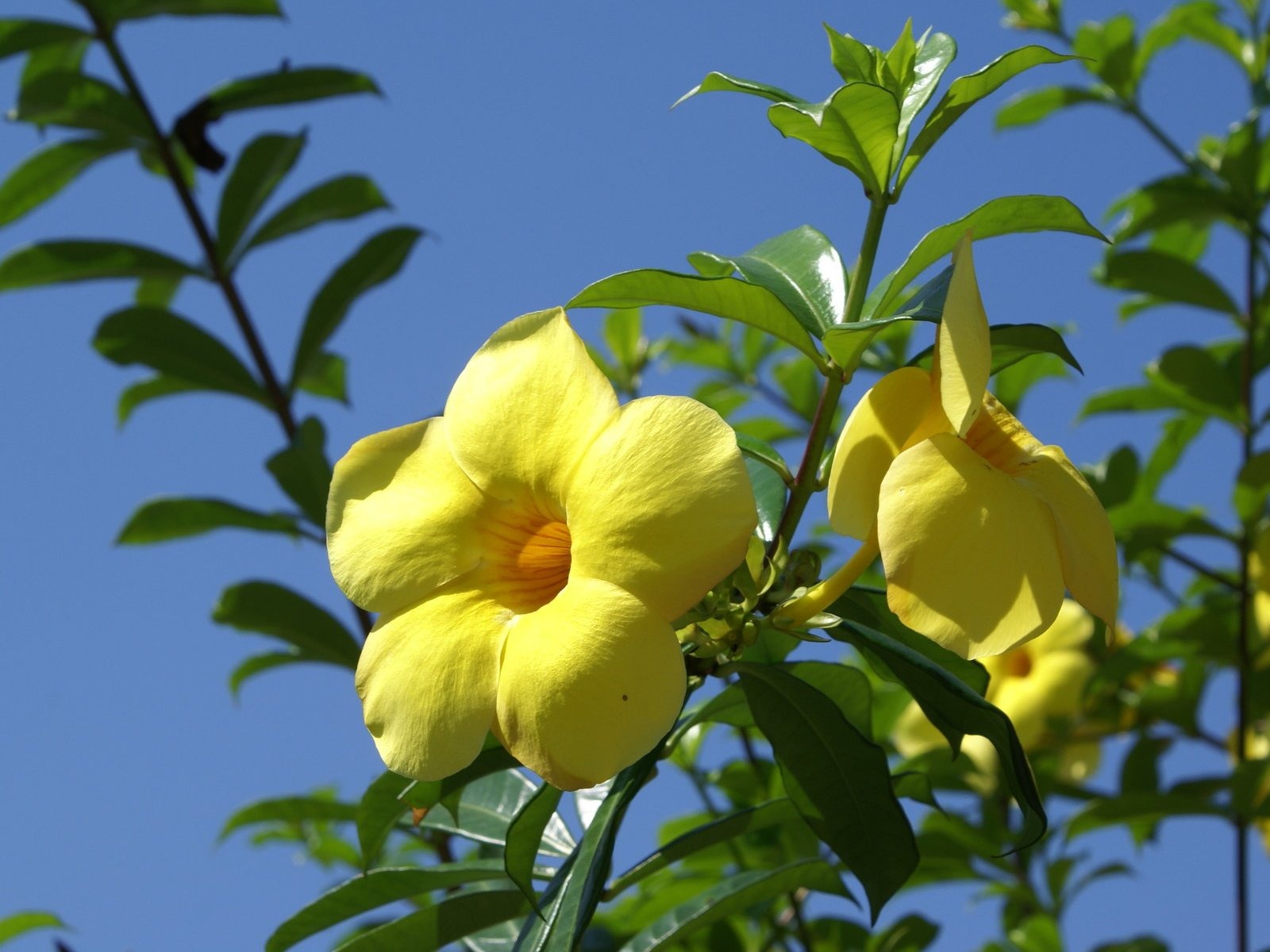 ワイドスクリーンの壁紙の花に近い(24)を開く #15 - 1600x1200