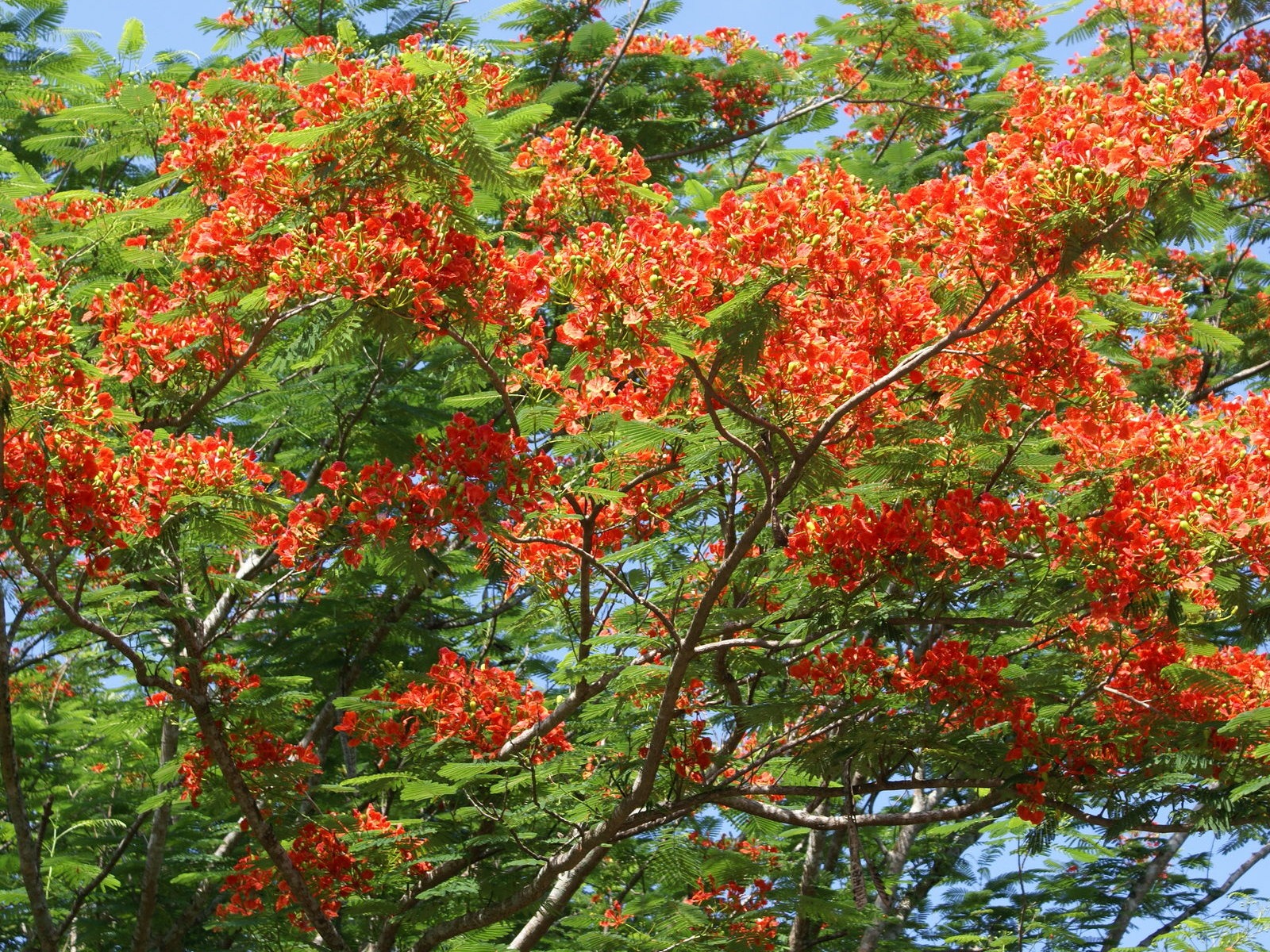 宽屏鲜花特写 壁纸(30)16 - 1600x1200