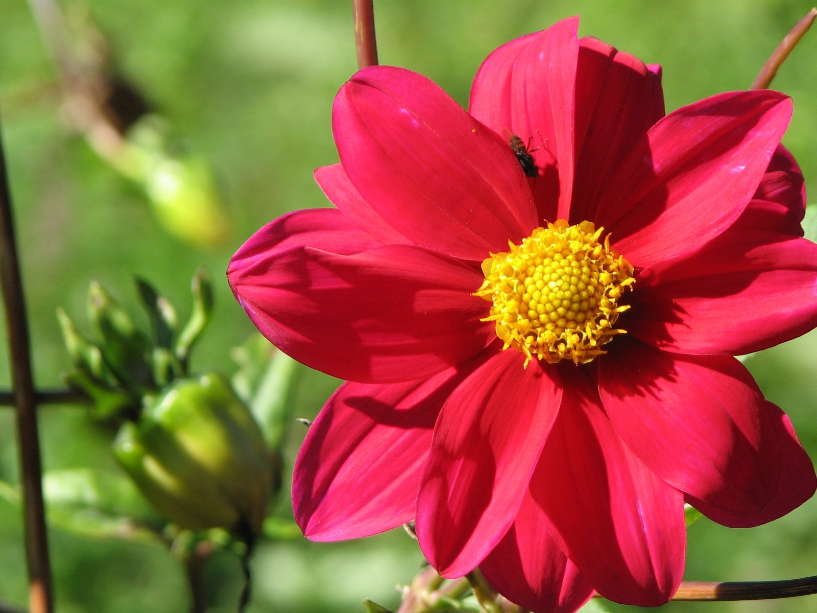 Dahlia 大丽花 高清壁纸(二)8 - 1600x1200