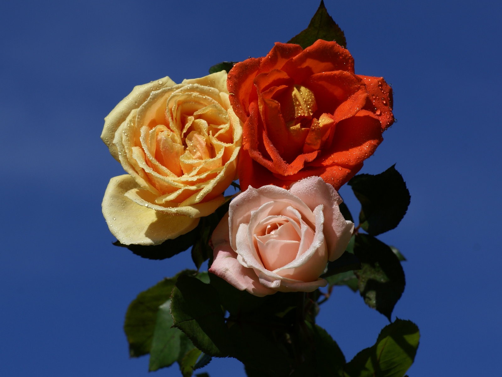 Rose Fondos de Fotografía (6) #7 - 1600x1200