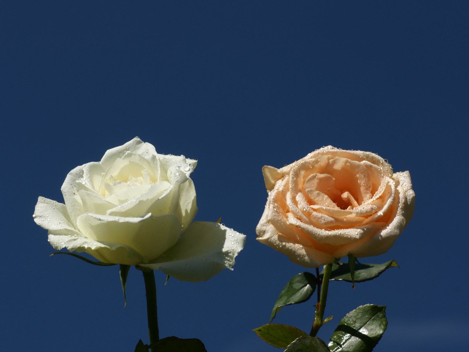 Rose Fondos de Fotografía (9) #5 - 1600x1200