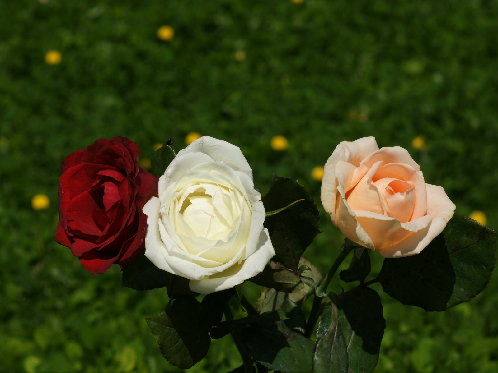 Rose Fondos de Fotografía (9) #12 - 1600x1200