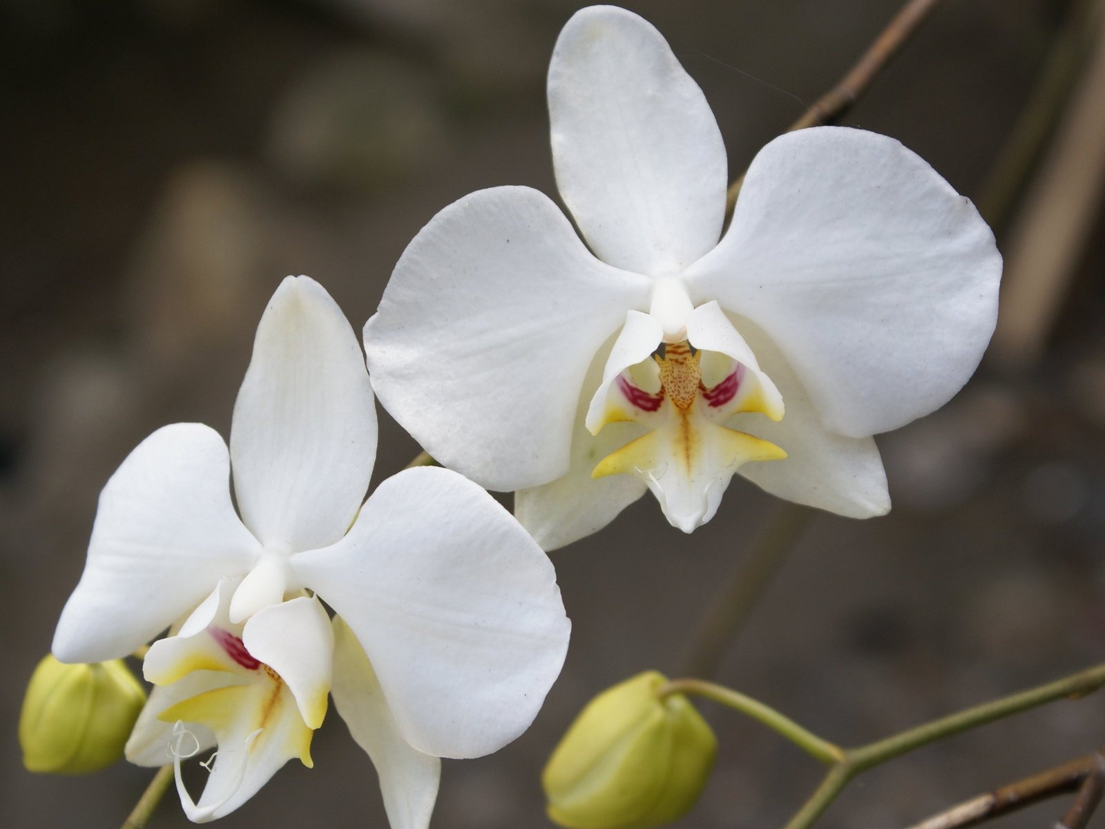 Орхидея обои фото (1) #1 - 1600x1200