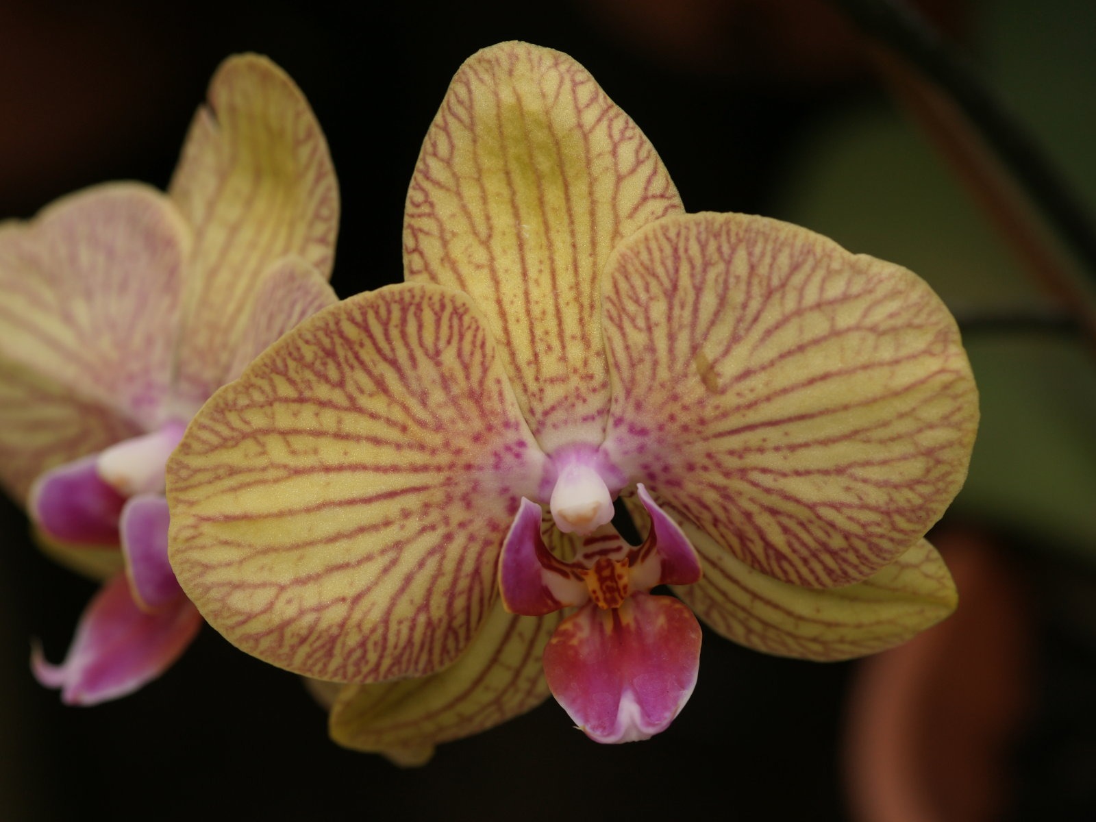 Orchid wallpaper photo (1) #3 - 1600x1200