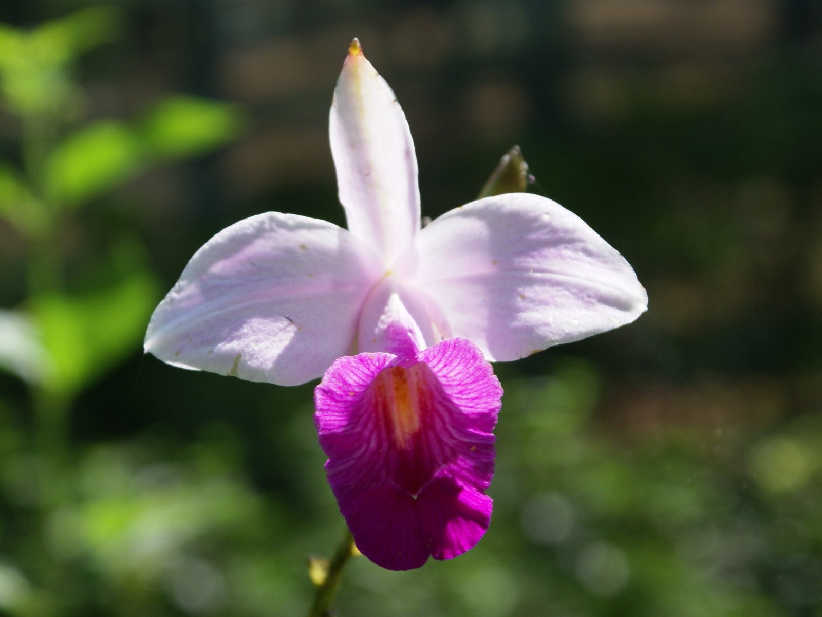 Орхидея обои фото (1) #8 - 1600x1200