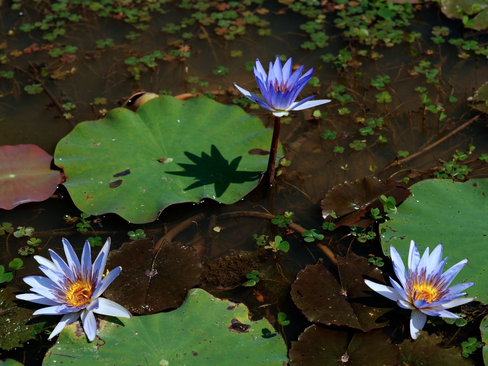 Lotus фото обои (1) #3 - 1600x1200