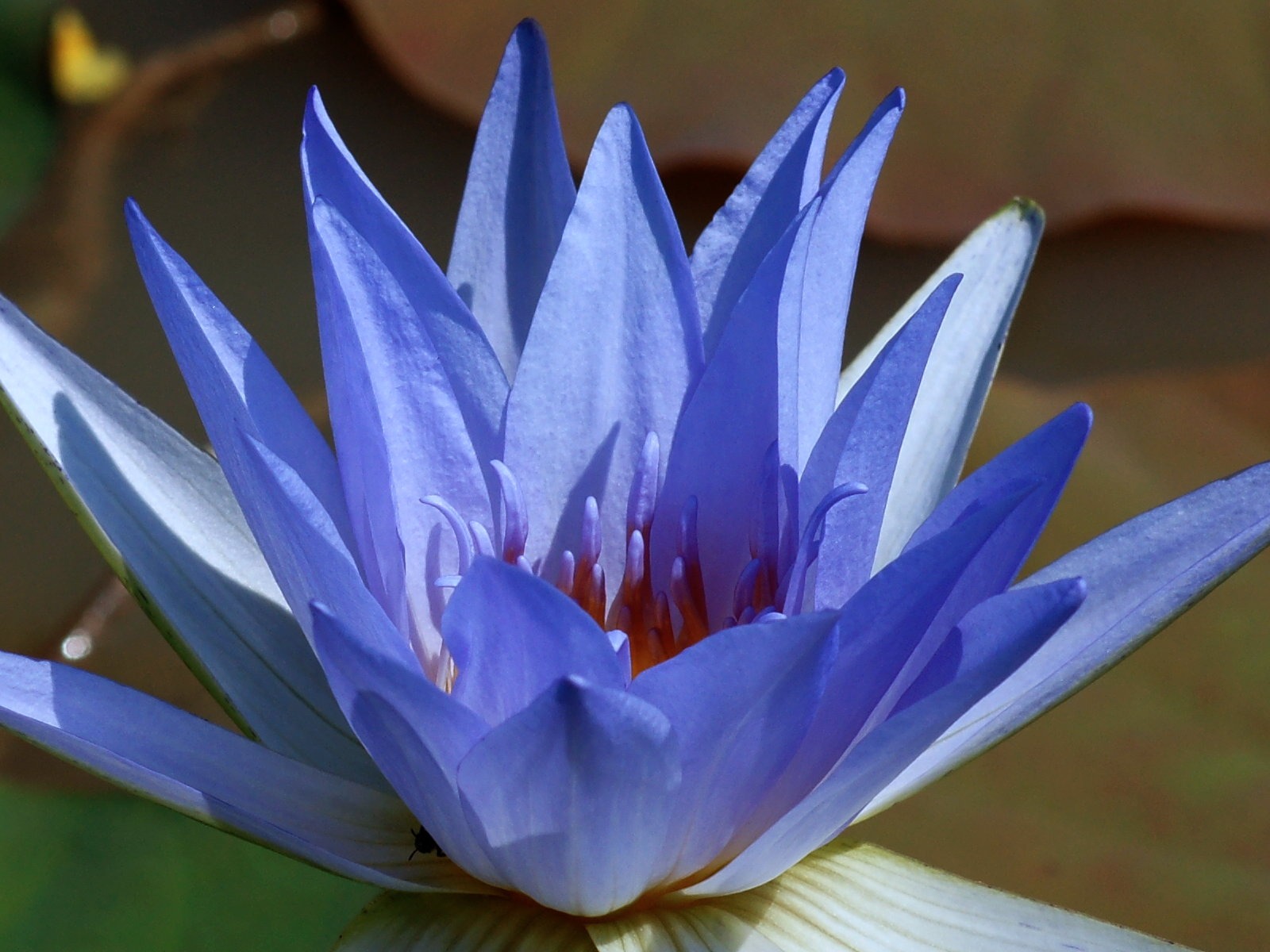 Lotus fondos de escritorio de la foto (1) #8 - 1600x1200