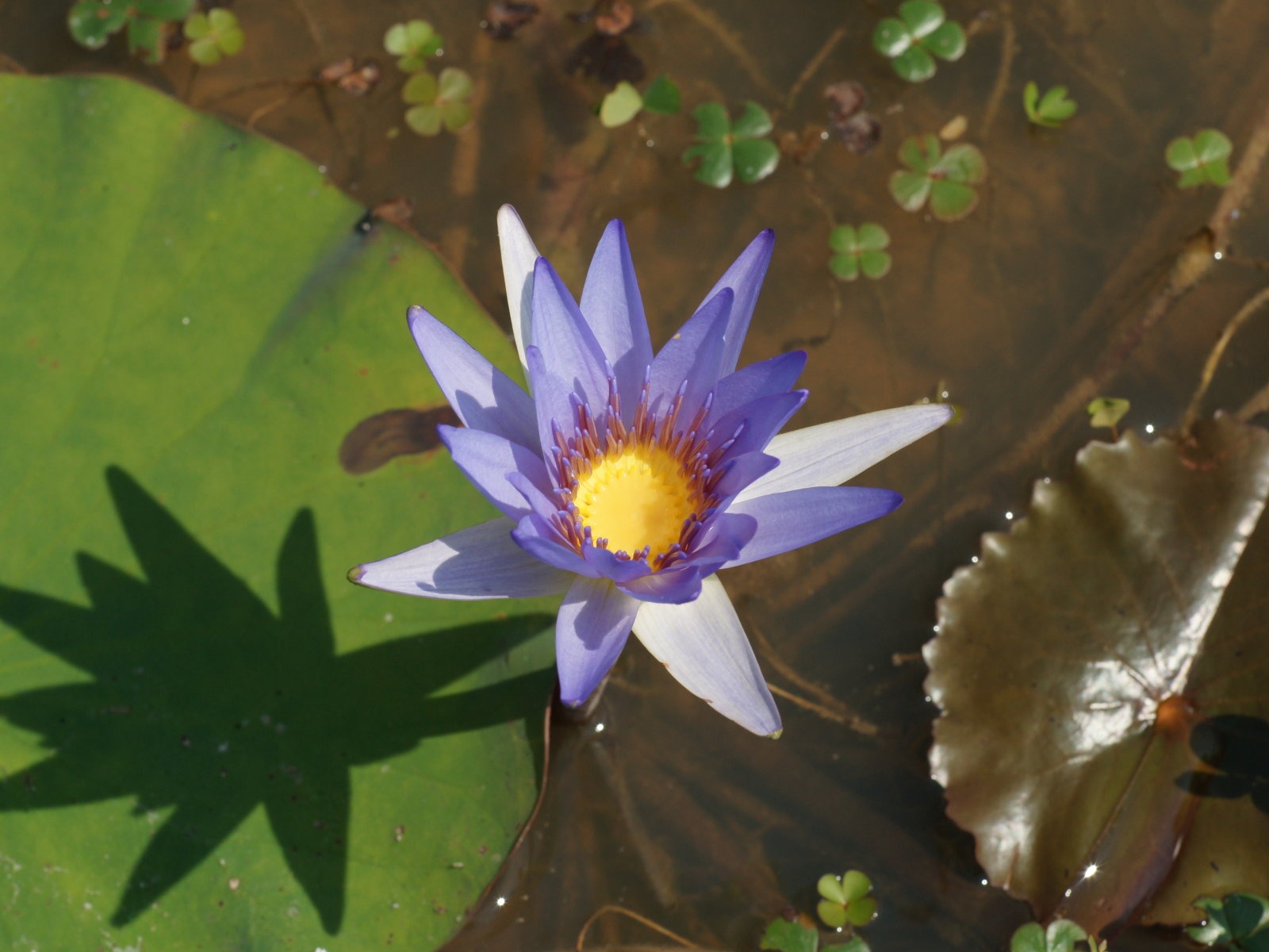 Lotus Fototapete (1) #9 - 1600x1200