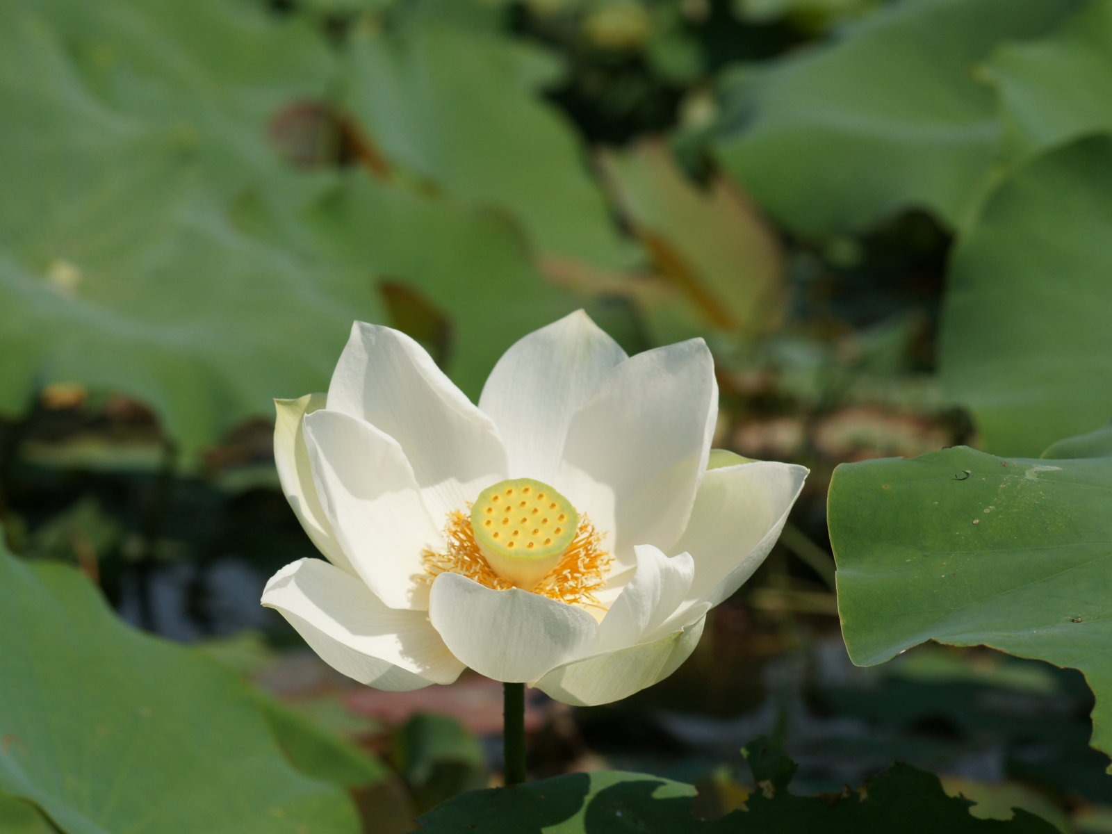 Lotus фото обои (1) #19 - 1600x1200