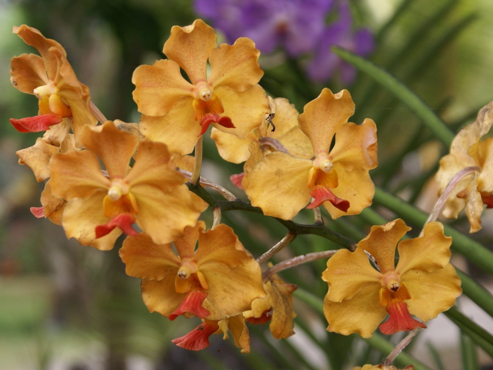 Орхидея обои фото (2) #4 - 1600x1200