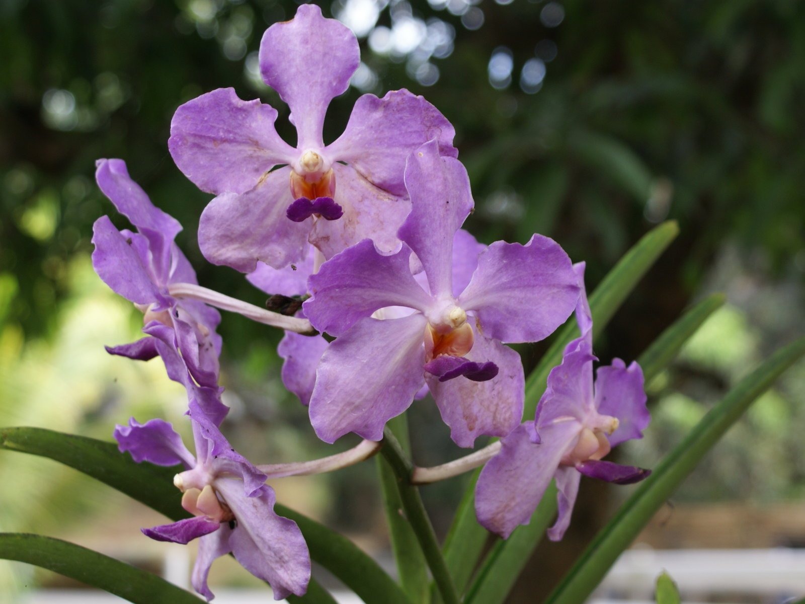 Орхидея обои фото (2) #6 - 1600x1200