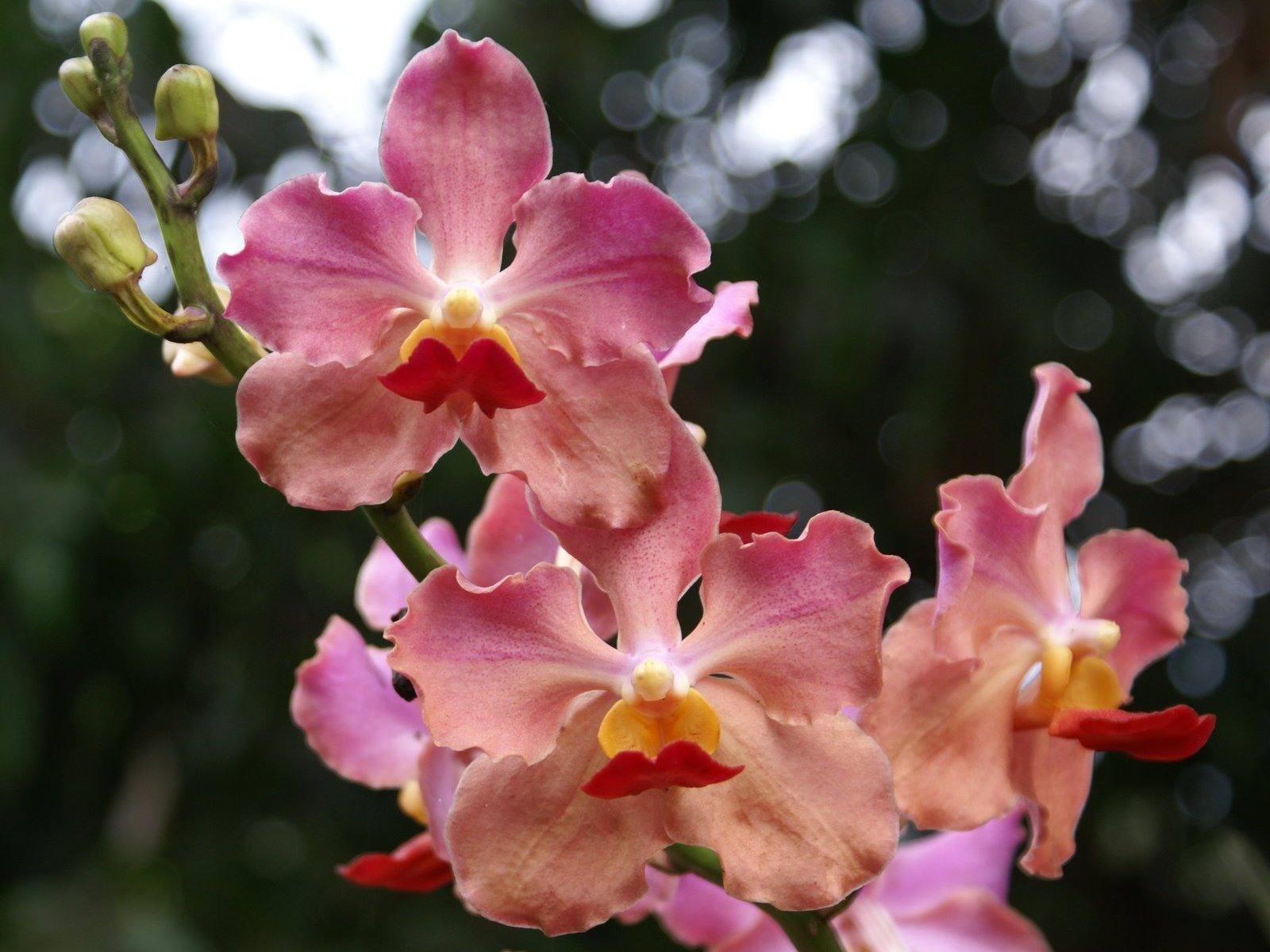 Орхидея обои фото (2) #9 - 1600x1200