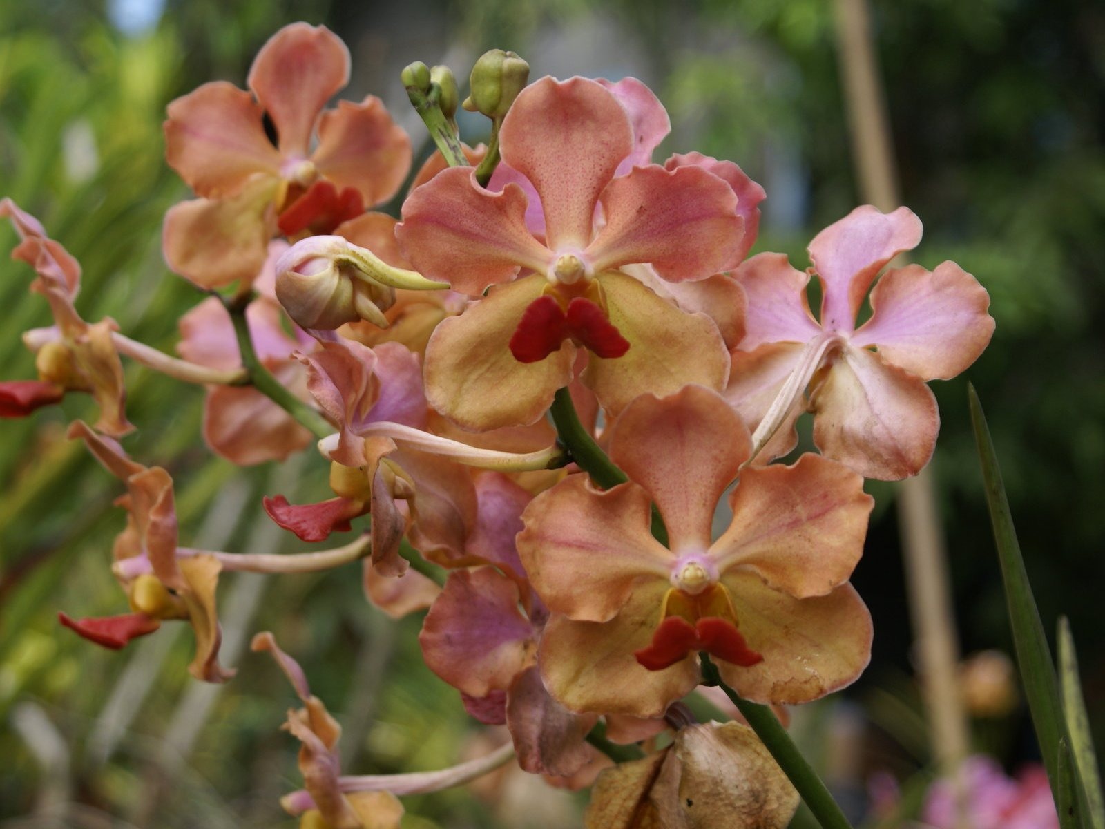 Орхидея обои фото (2) #10 - 1600x1200
