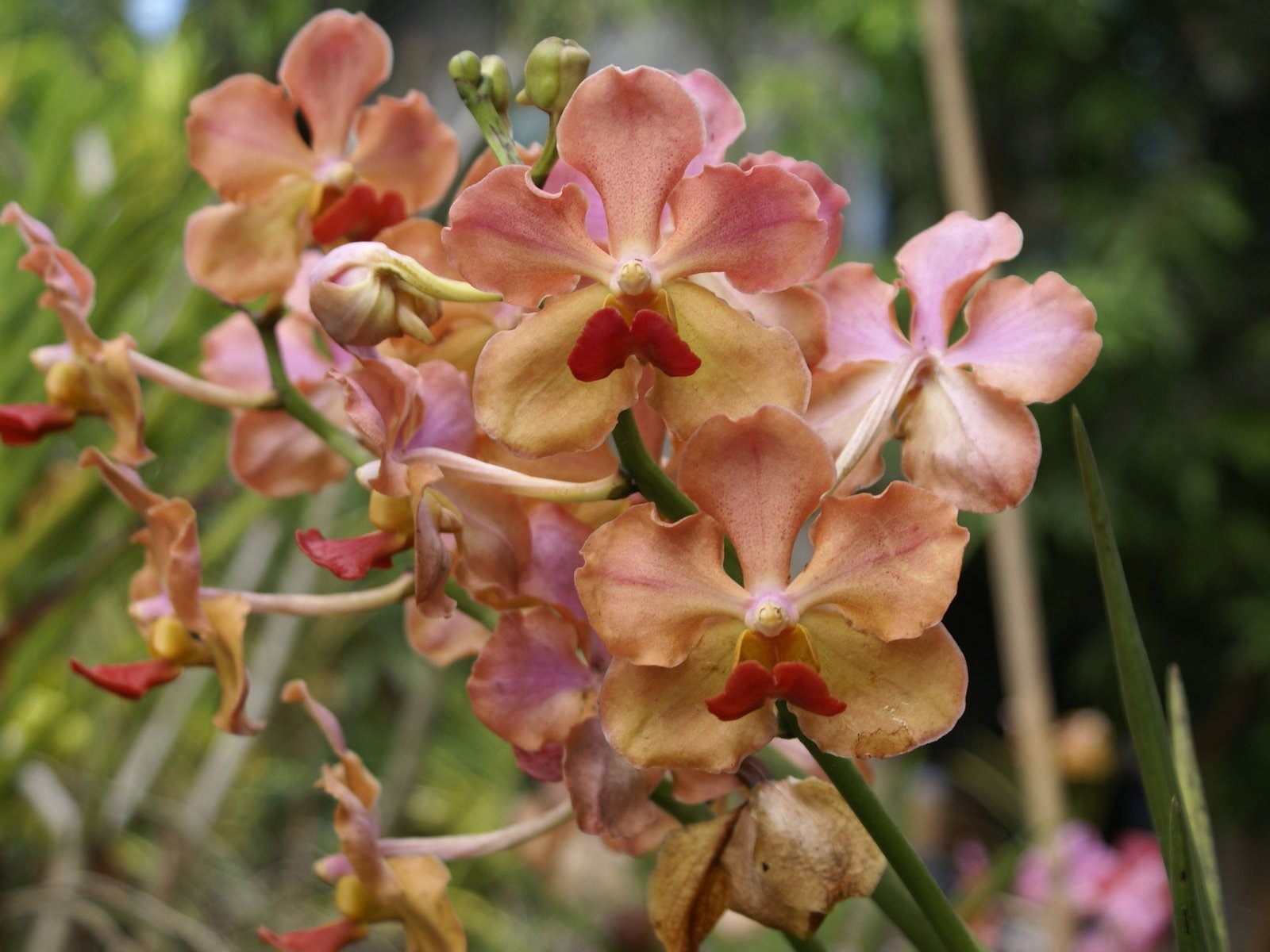 Орхидея обои фото (2) #11 - 1600x1200