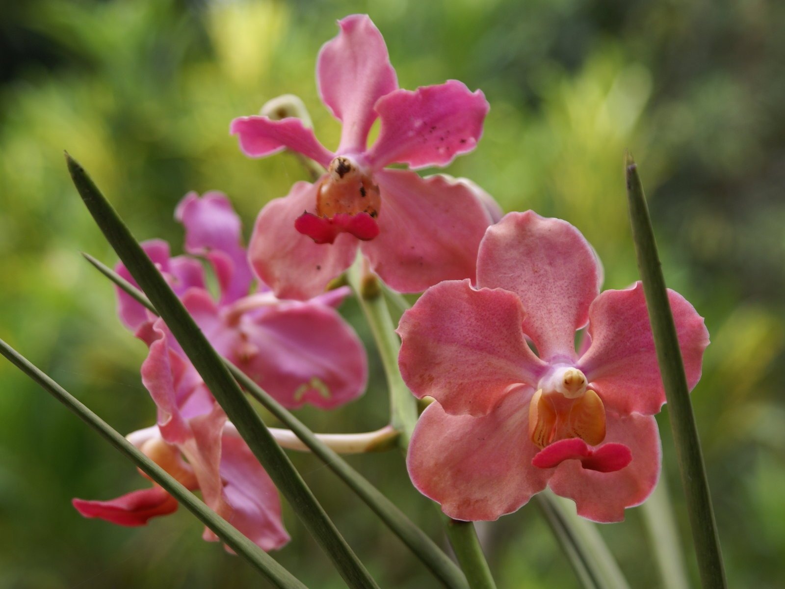 Орхидея обои фото (2) #12 - 1600x1200