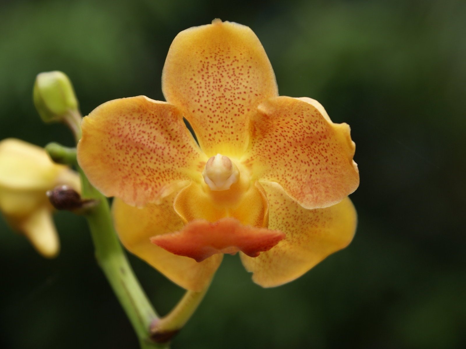 Орхидея обои фото (2) #15 - 1600x1200