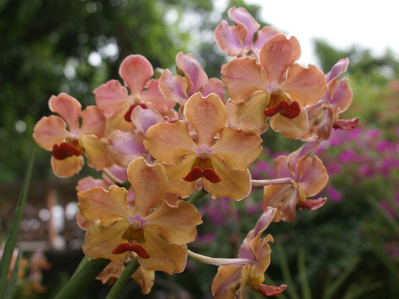 Орхидея обои фото (2) #17 - 1600x1200