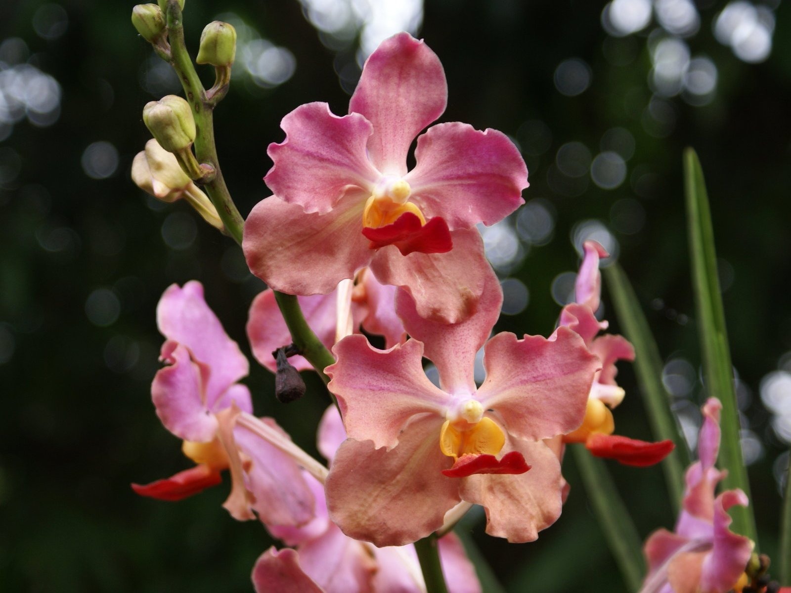 Орхидея обои фото (2) #19 - 1600x1200