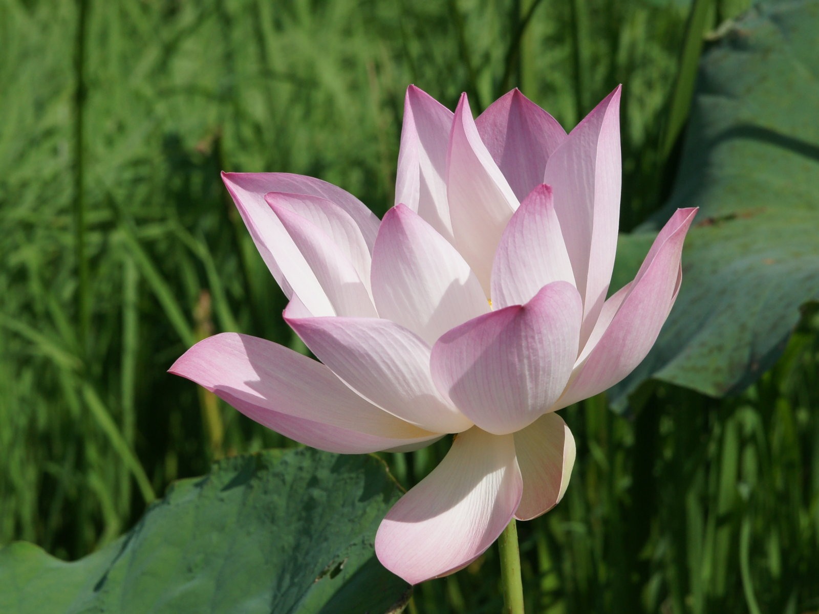 Fond d'écran photo Lotus (2) #5 - 1600x1200