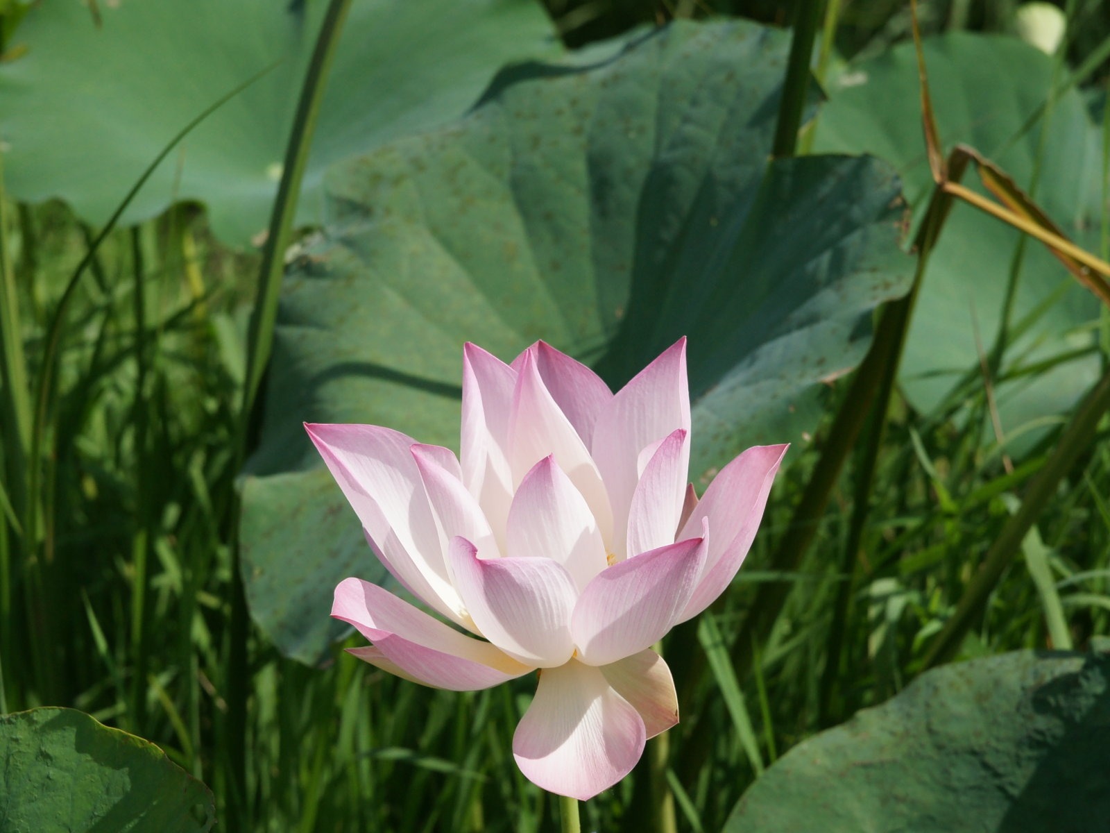 Lotus photo wallpaper (2) #6 - 1600x1200