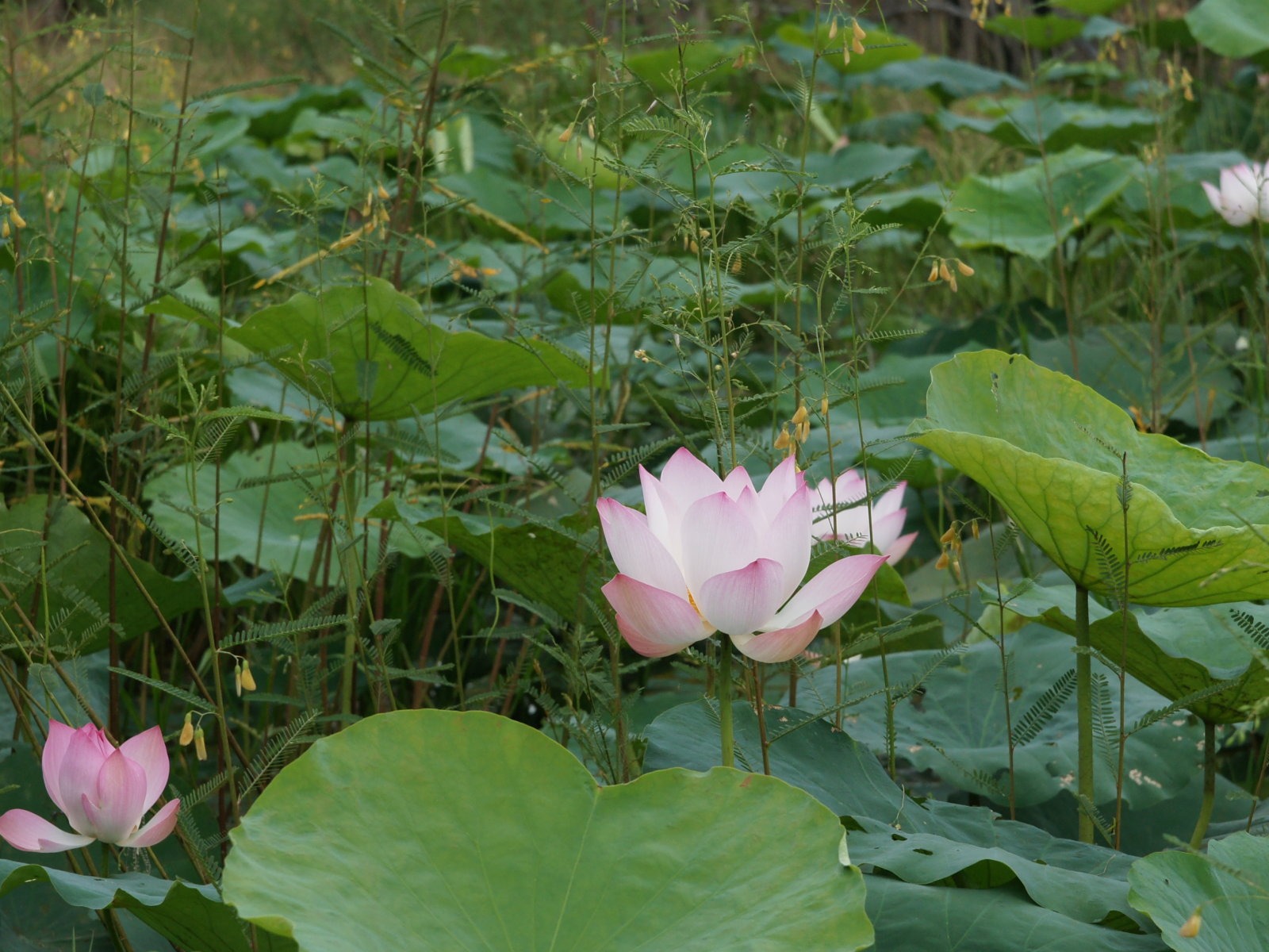 Lotus Fototapete (2) #8 - 1600x1200