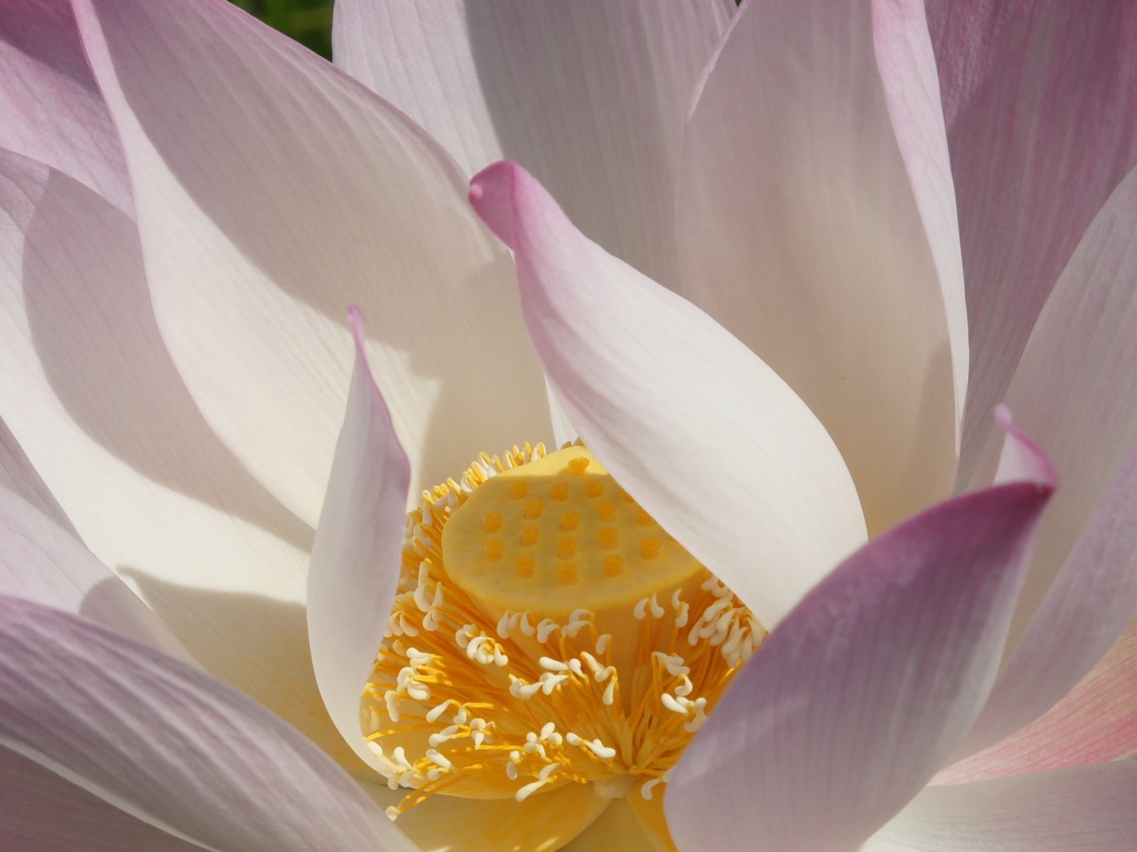 Fond d'écran photo Lotus (2) #12 - 1600x1200