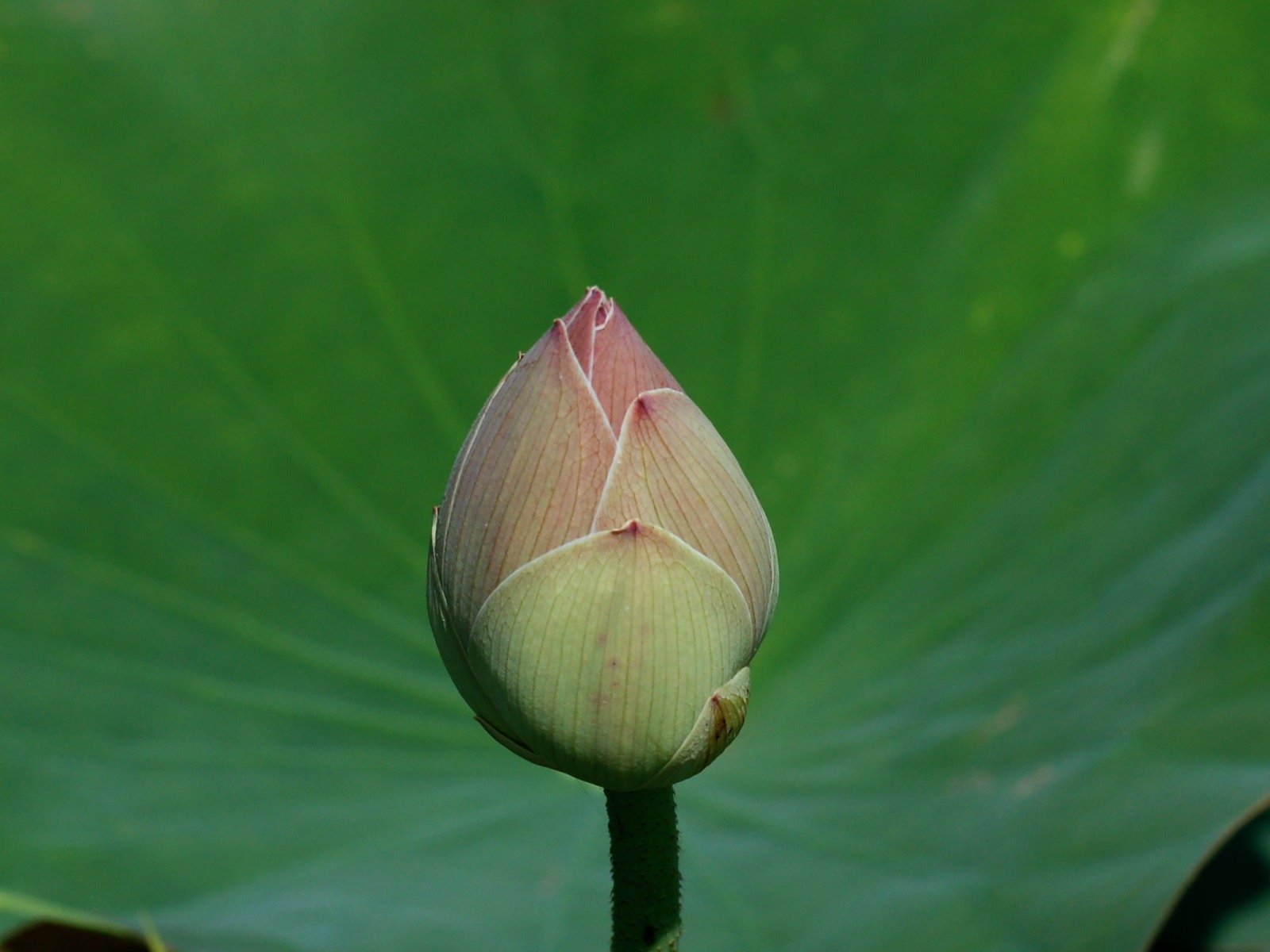 Lotus Fototapete (2) #14 - 1600x1200