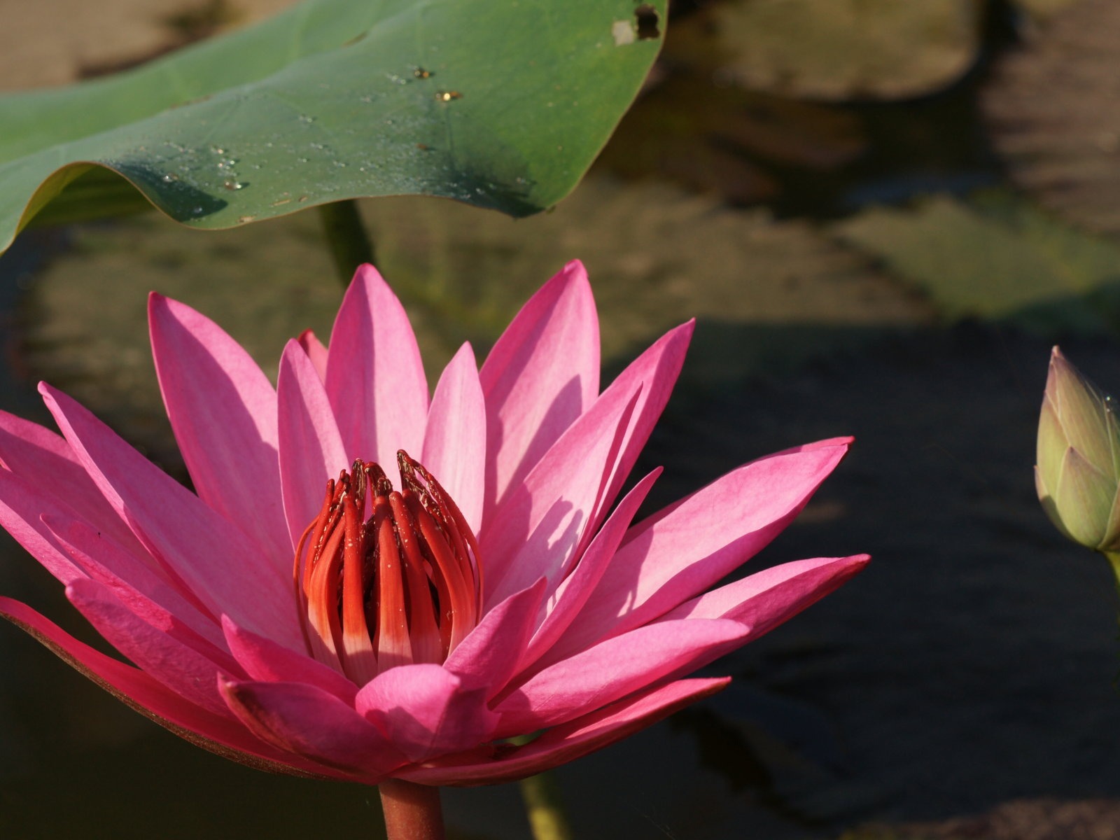 蓮花寫真 壁紙(三) #4 - 1600x1200