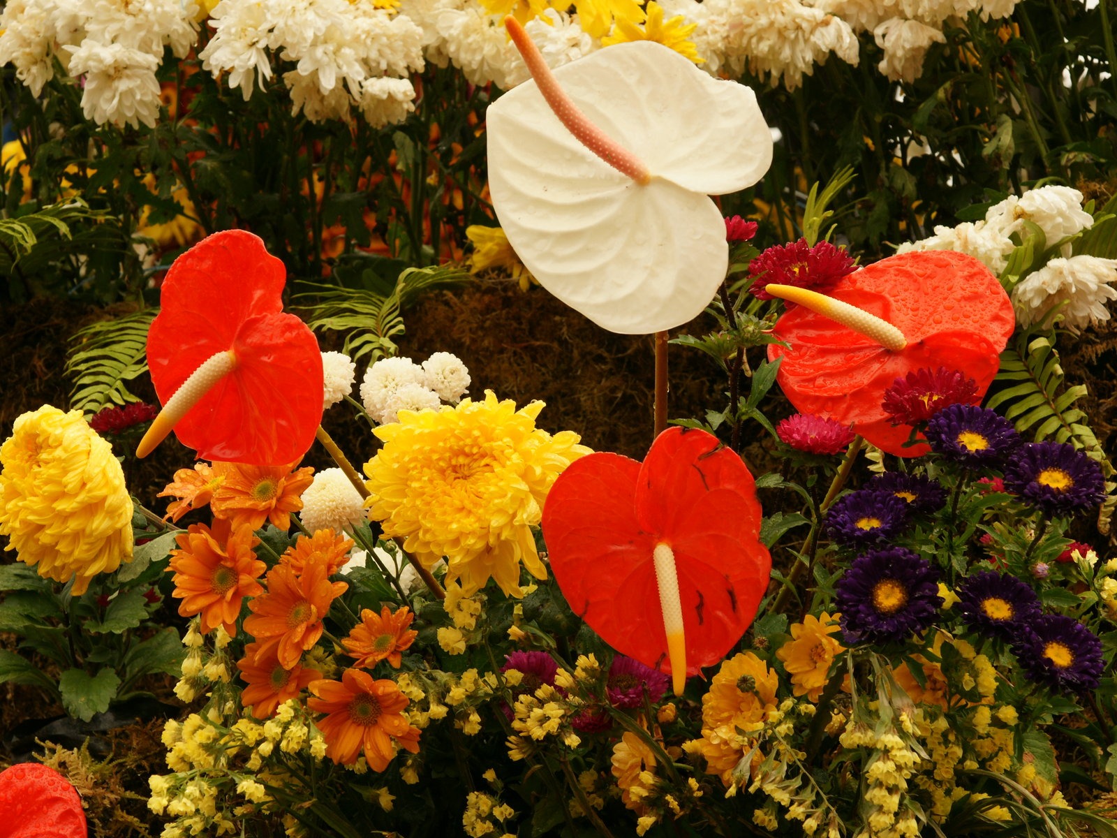 fleurs colorées décorent fond d'écran (2) #17 - 1600x1200