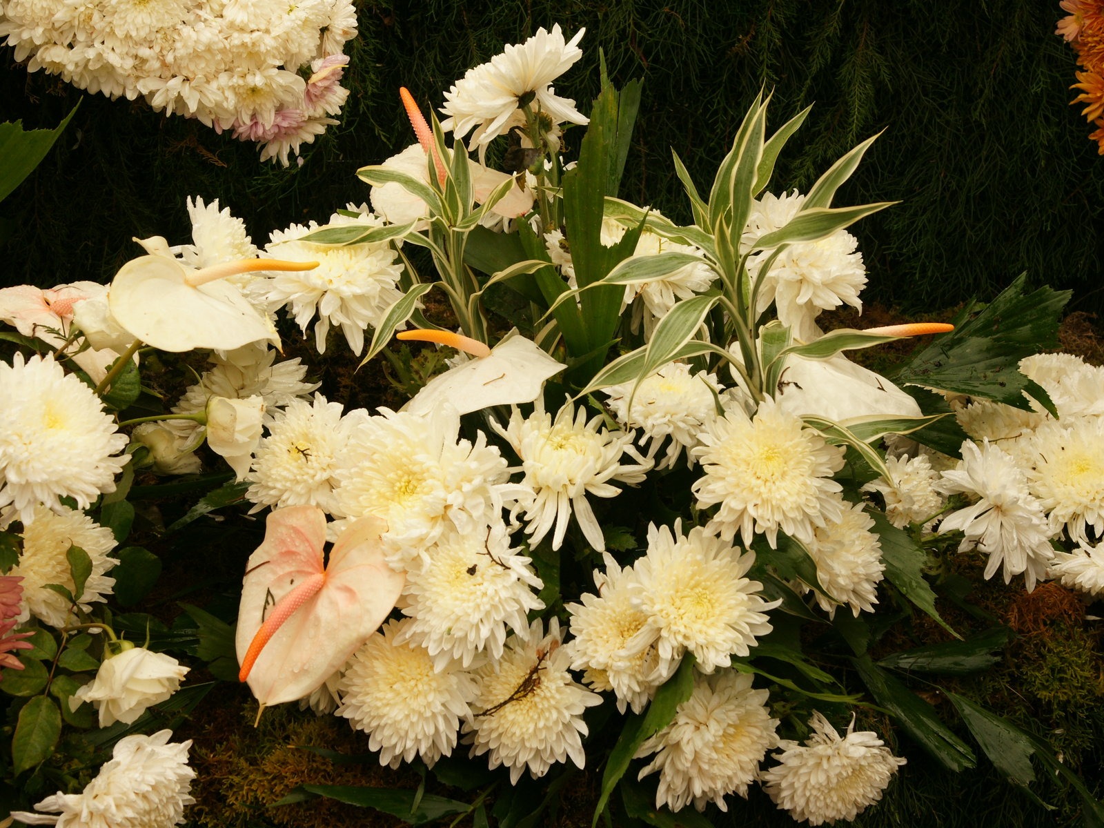 fleurs colorées décorent fond d'écran (3) #14 - 1600x1200