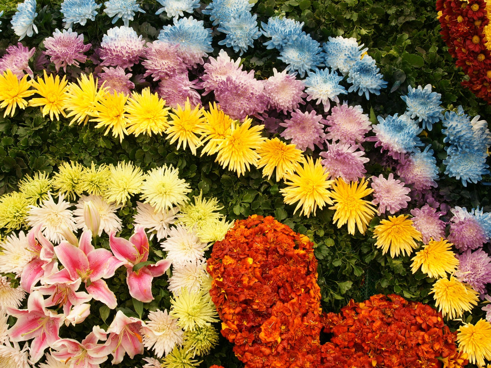Красочные цветы украшают обои (4) #1 - 1600x1200
