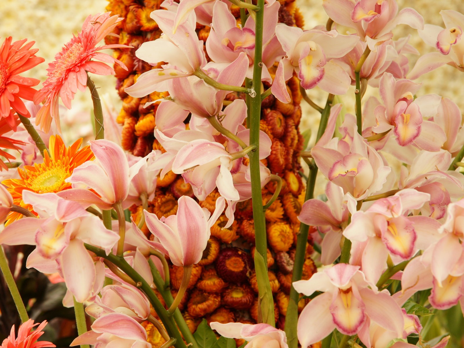 Širokoúhlý tapety květiny close-up (31) #19 - 1600x1200