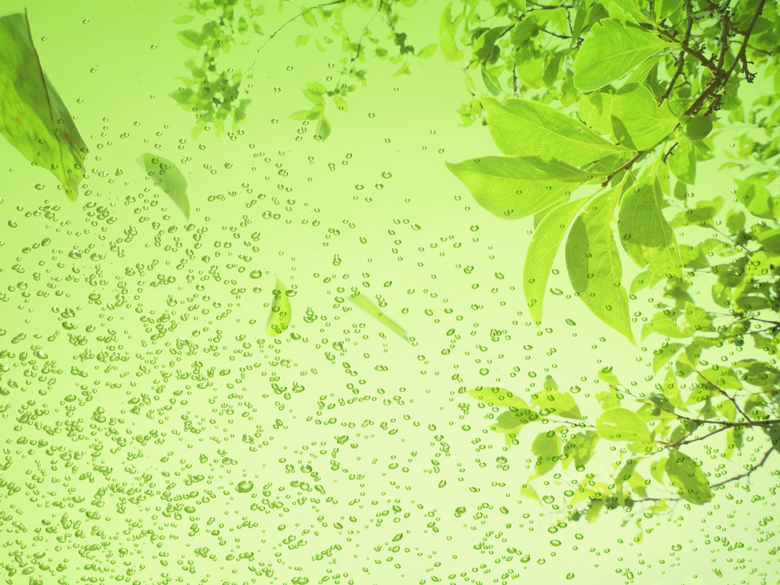 Zelená a přírodní Wallpaper (3) #19 - 1600x1200