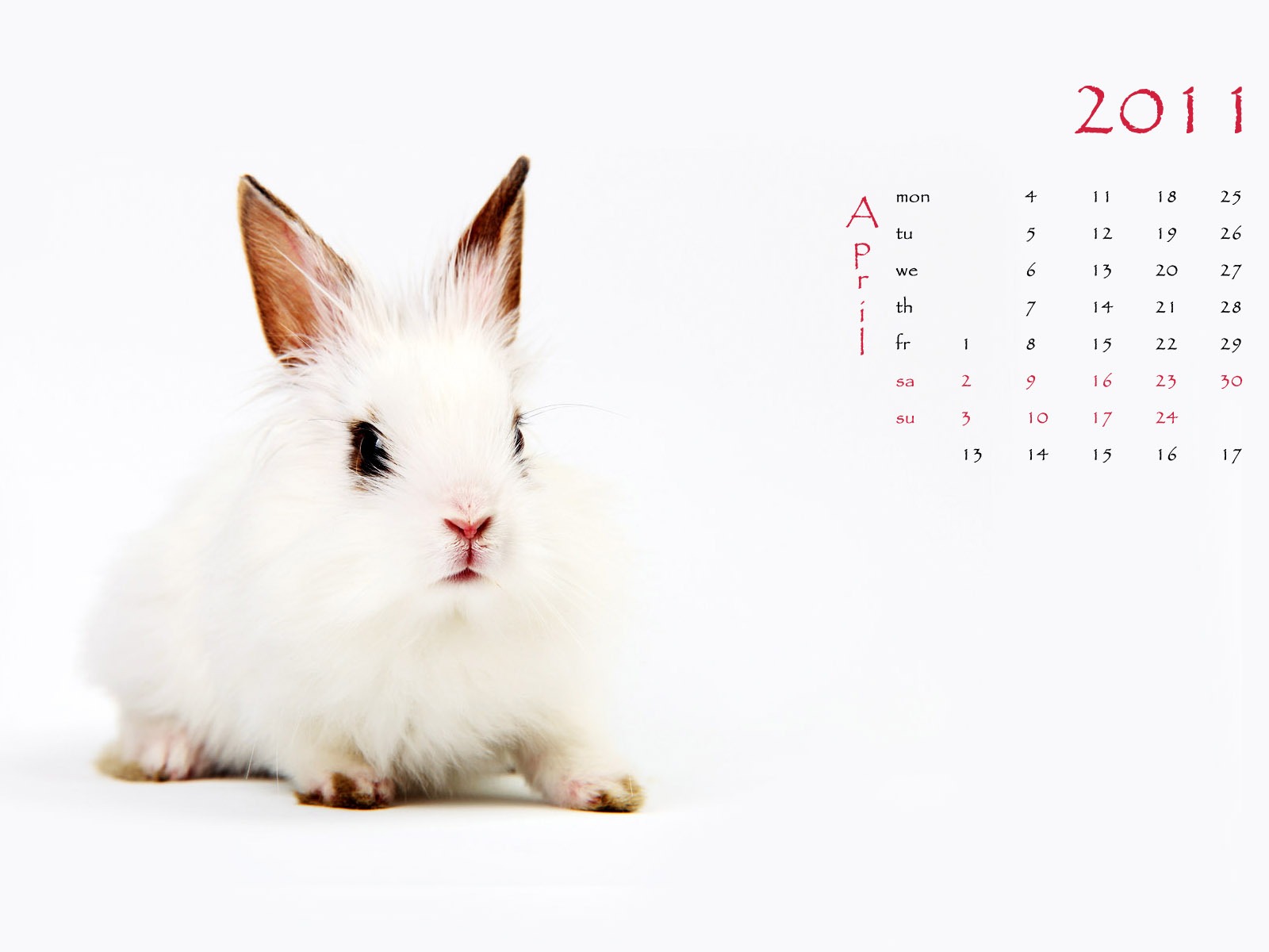 Année du papier peint Rabbit calendrier 2011 (1) #4 - 1600x1200
