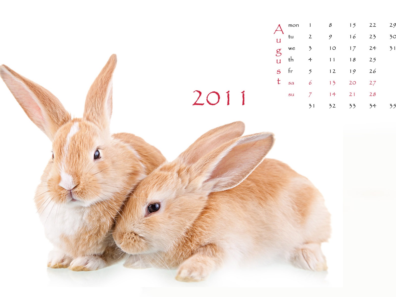 Year of the Rabbit 2011 calendar wallpaper (1) #8 - 1600x1200