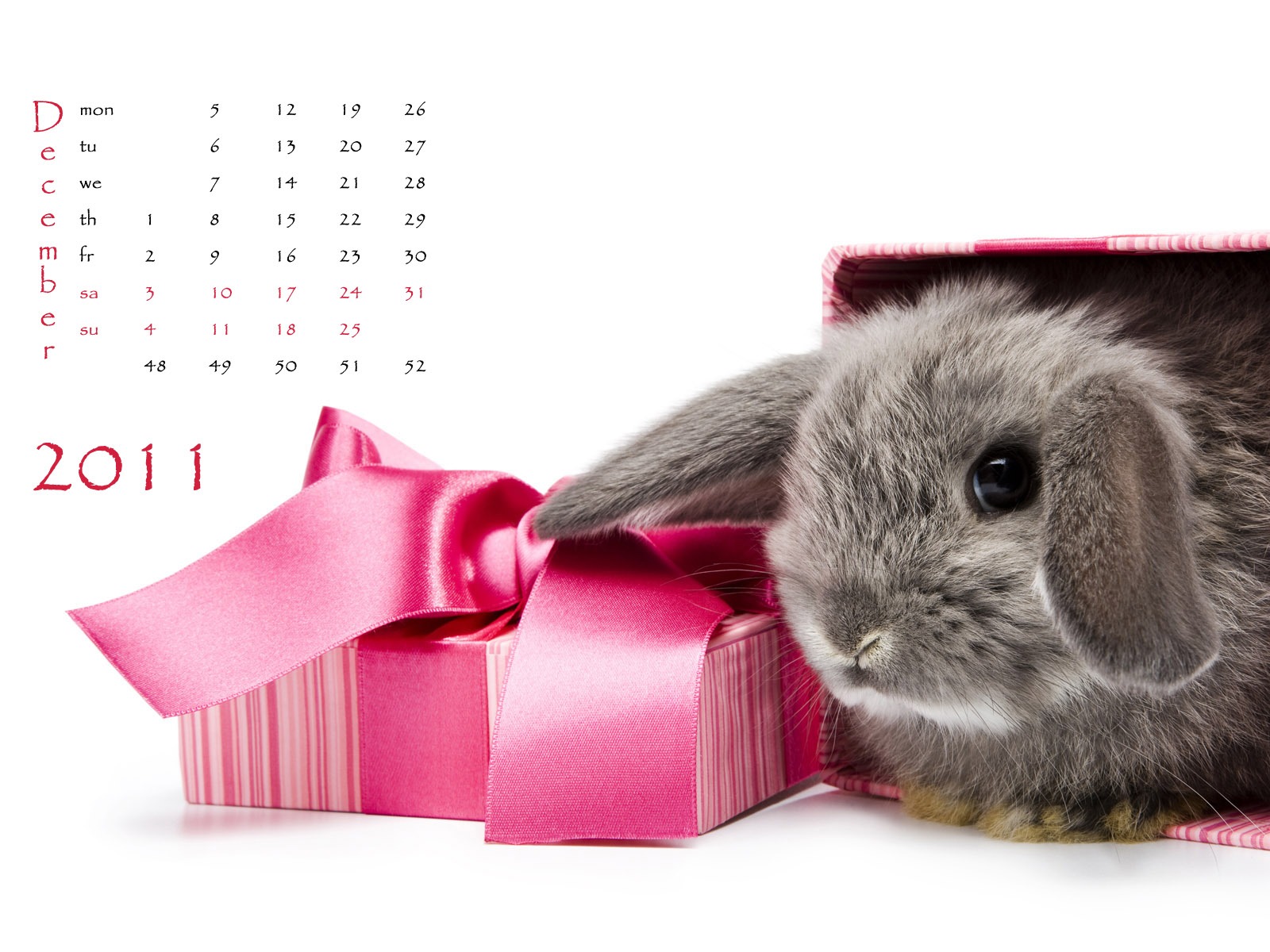 Année du papier peint Rabbit calendrier 2011 (1) #12 - 1600x1200