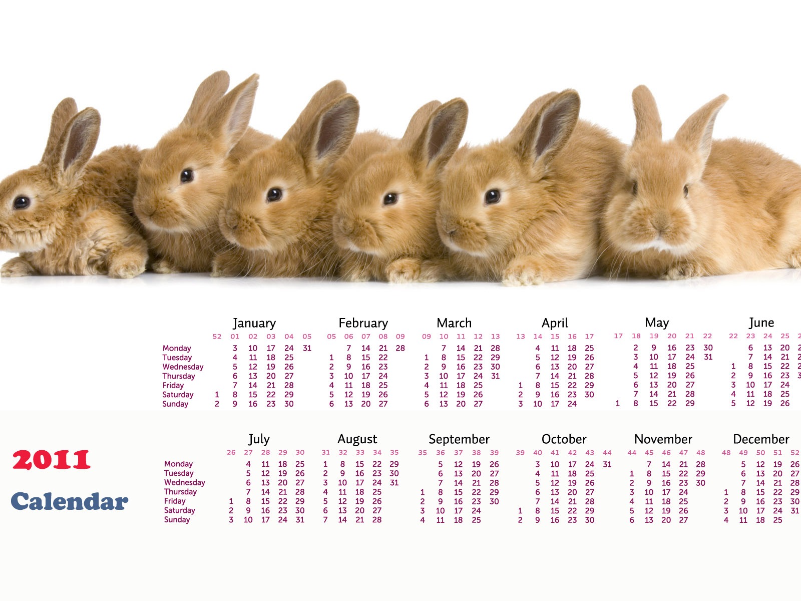 Year of the Rabbit 2011 calendar wallpaper (1) #14 - 1600x1200